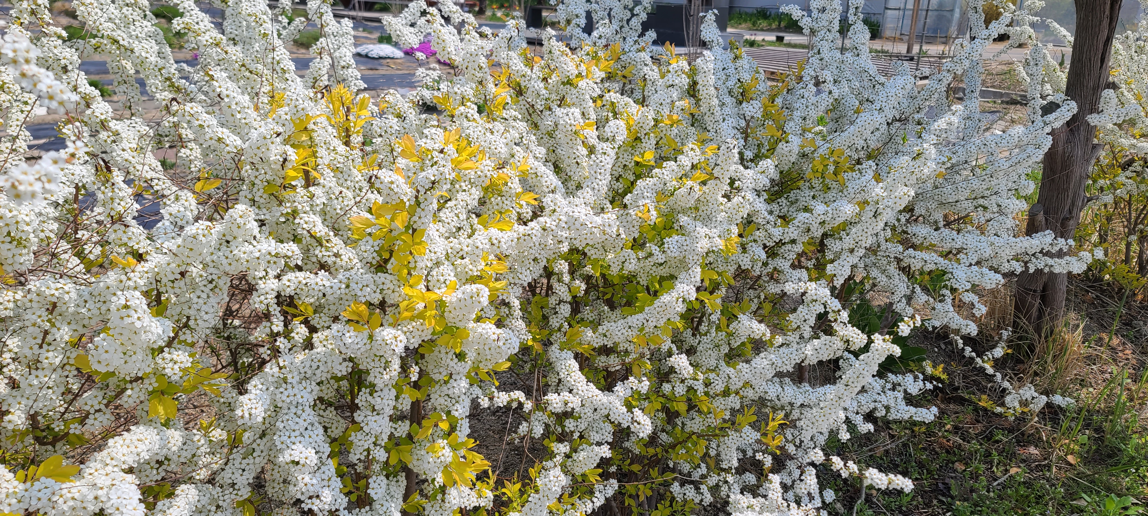 Spiraea prunifolia ‘Goldfire’